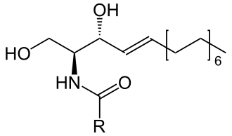 Langko 330px Ceramid.svg 13